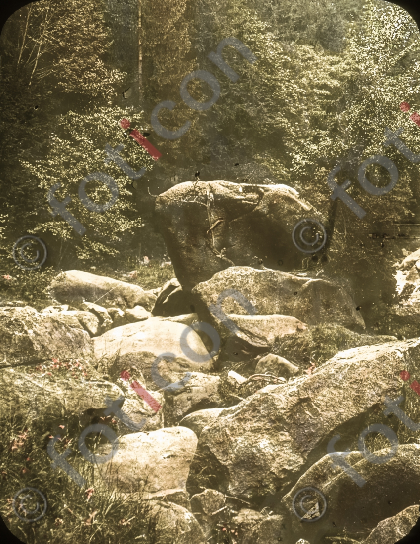 Der Frosch im Okertal I The frog in the Oker Valley - Foto foticon-simon-168-030.jpg | foticon.de - Bilddatenbank für Motive aus Geschichte und Kultur